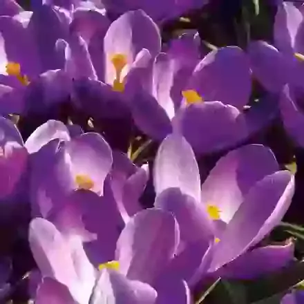 Remembrance